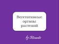 Вегетативные органы растений. Корень, стебель, лист, почка. Подготовка к ЕГЭ