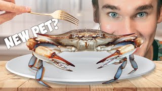 Raising a Grocery Store Blue Crab as a Pet