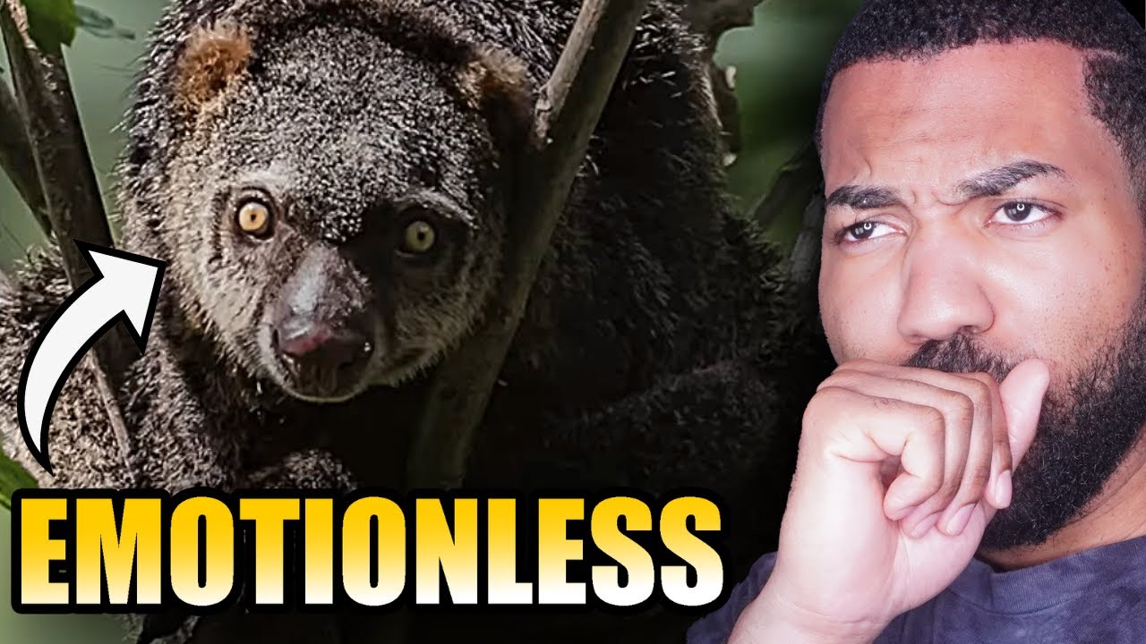 JC reacts to You've Never Seen Animals Like This Before...