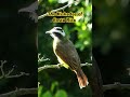 #costarica #costaricanature #kiskadee #greatkiskadee #pitangus #birding #birdwatching #natur #birds