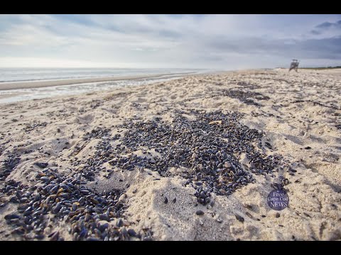 Thousands of the shells as far as the eye could see washed on Nauset beach today