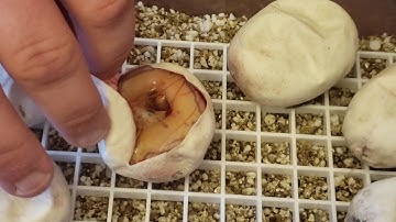 Clutch #4 "Who is the daddy?!?"  Spider Blade Clown female to 3 different possible males