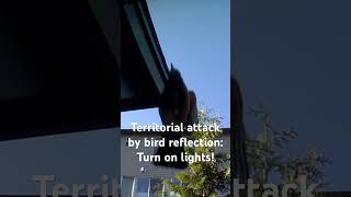 Bird Attack Explained! Seattle, WA. This is a typical territorial aggression behavior by birds.