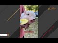 Cat and dog raise a pig