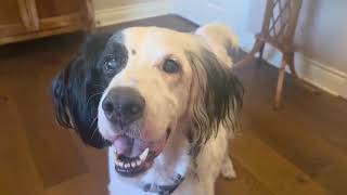 Video of adoptable pet named Sammy