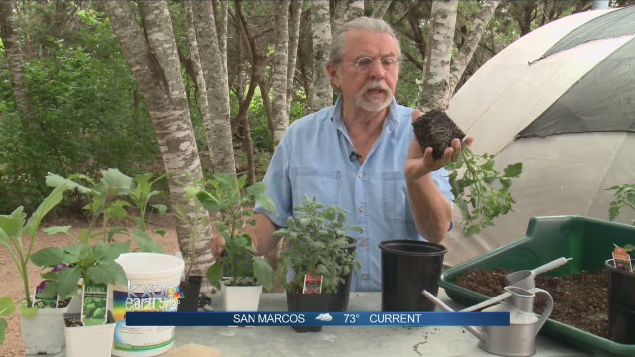 Weekend Gardener: Planting fall tomatoes - YouTube