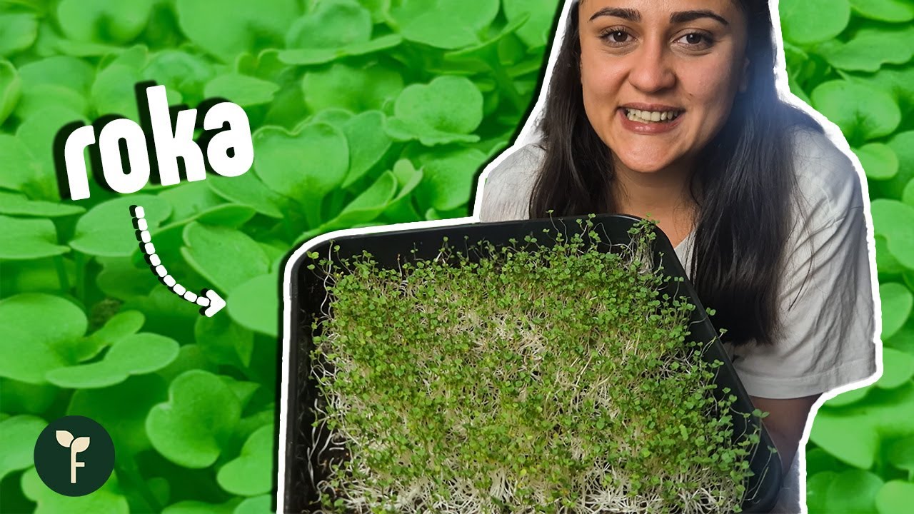 Roka Mikro Yeşilliği Nasıl Yetiştirilir? | Arugula Microgreen