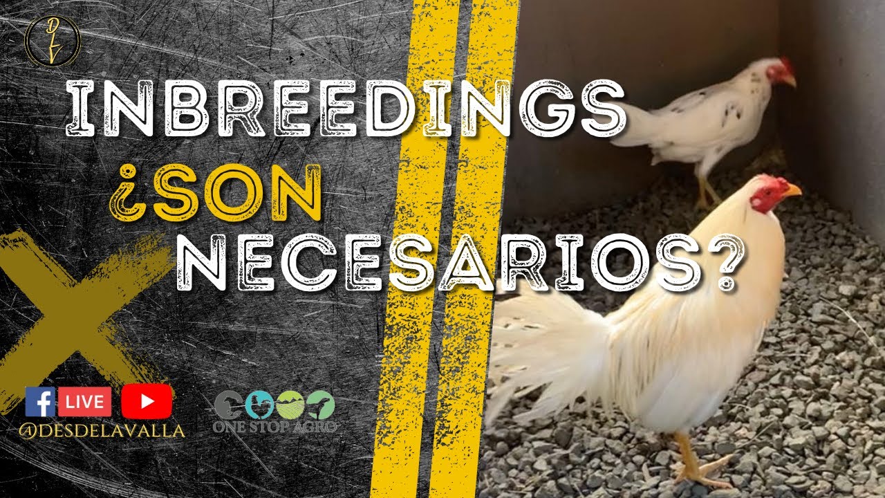 INBREEDINGS ¿SON NECESARIOS?