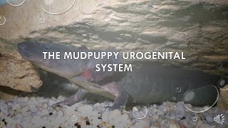 The Mudpuppy Urogenital System
