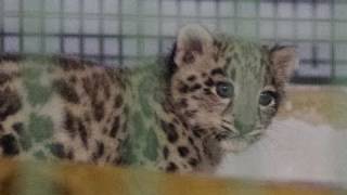 ユキヒョウの赤ちゃん一般公開初日~Snow Leopard Baby at Sapporo Maruyama Zoo
