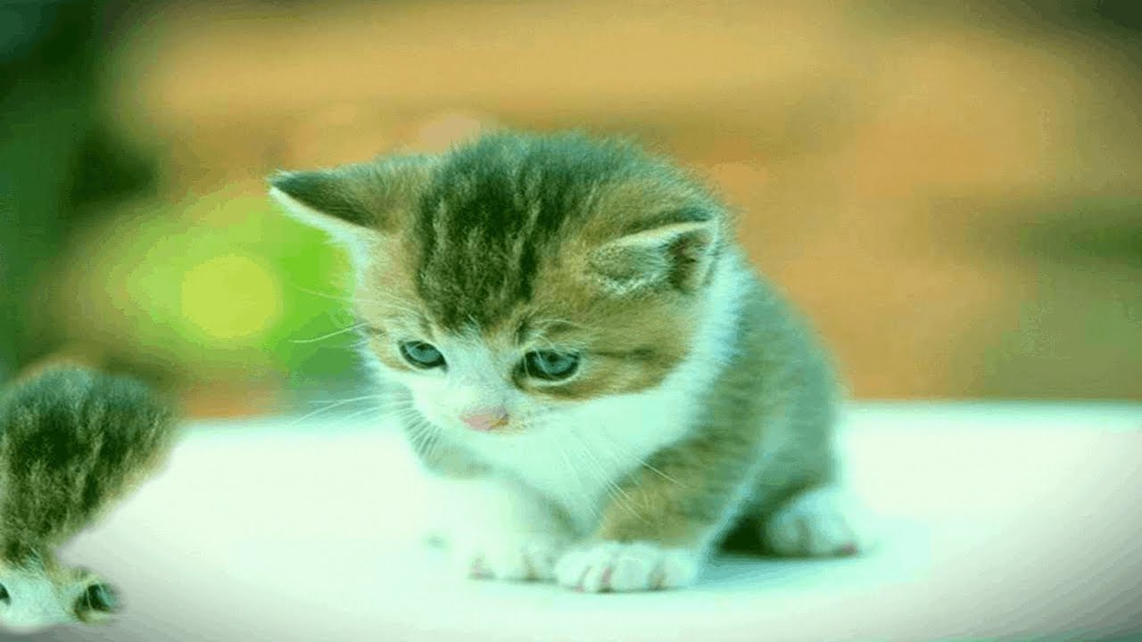 what can I give my cat for stress YouTube