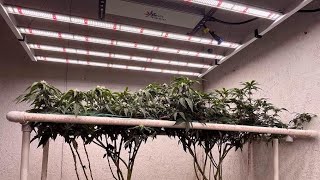 7 Years of Excellence with Medic Grow Lights 🌱 | Trusted by Growers Like Cal Waldron