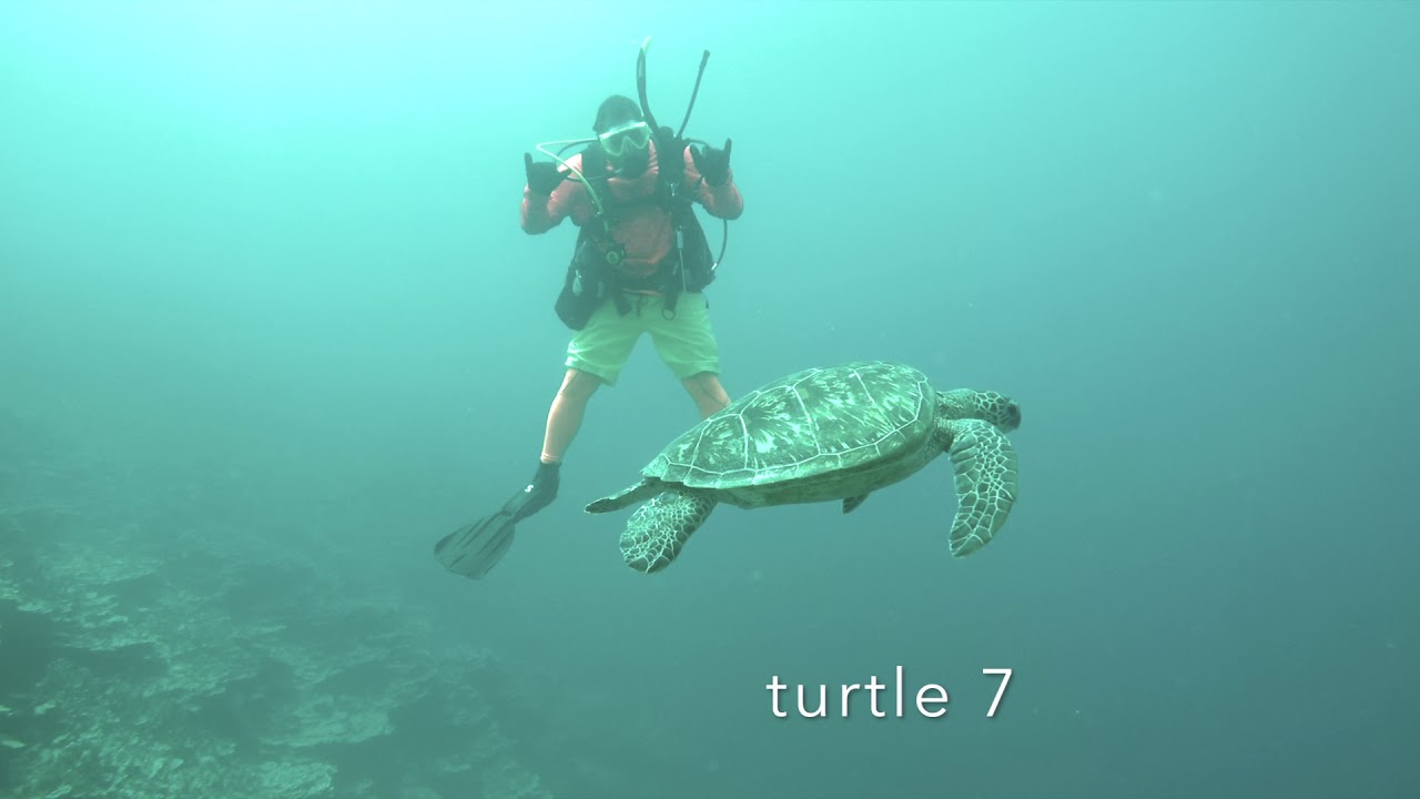 turtle#9 17mar18 camera iphone 8 plus apk