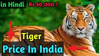 Tiger Price in India | Tiger price in Indian Rupee in Hindi | can you own a  tiger in India ? - YouTube