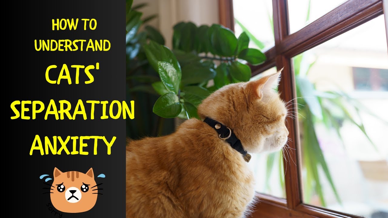 How to Understand Cats' Separation Anxiety: Signs and Treatments - YouTube