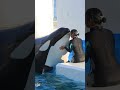 超ラブ♥ラブ♥なシャチとトレーナーさん!! #Shorts #鴨川シーワールド #シャチ #kamogawaseaworld #orca #killerwhale