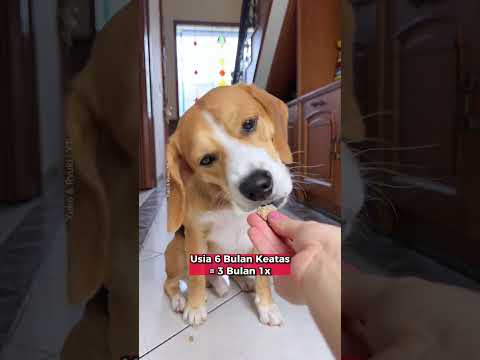 Video: Apakah obat cacing menyebabkan diare pada anjing?