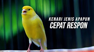 KENARI JENIS APAPUN AKAN LANGSUNG RESPON, MEMANCING KENARI CEPAT GACOR