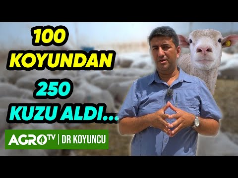 100 Koyundan 250 Kuzu! İle De France Damızlık Üretimi Hakkında Her Şey | Dr. Koyuncu - Agro TV