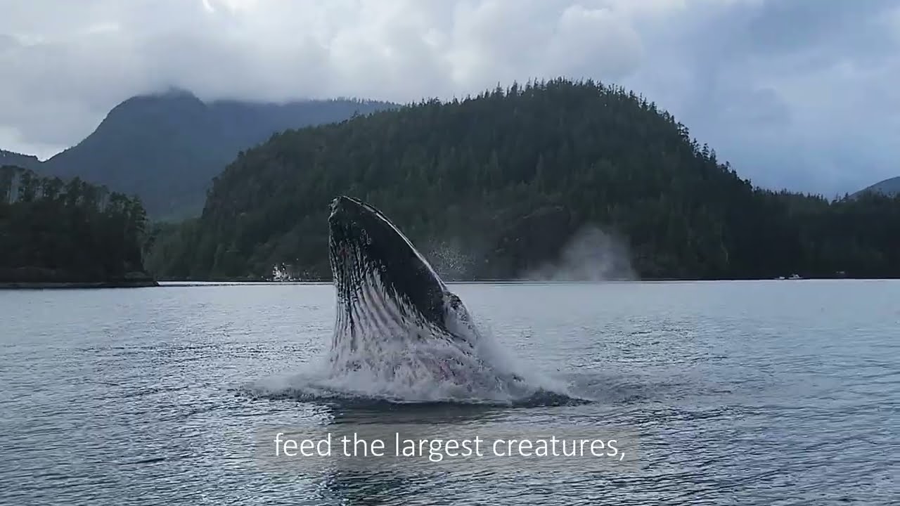 World Oceans Day 2026 — United Nations official video