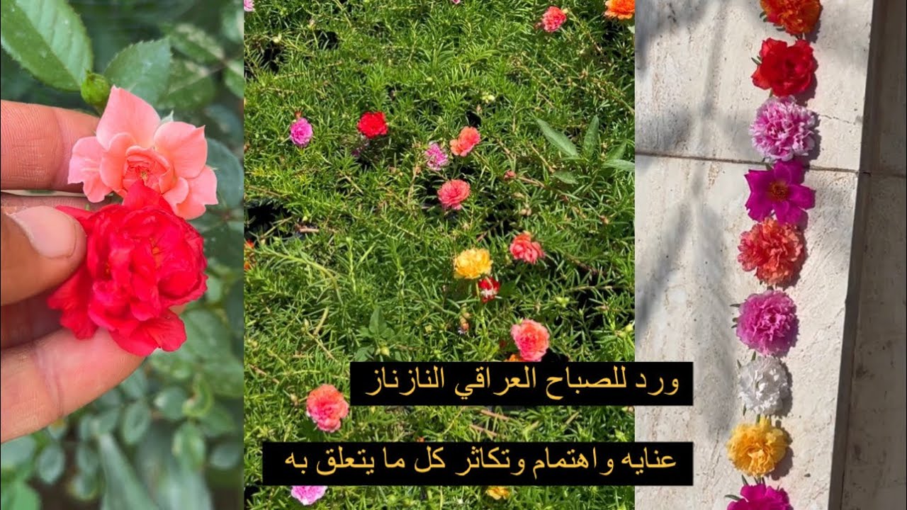 ورد الصباح العراقي النازناز كل ما يتعلق به من عنايه واهتمام وتكاثر في هذا الفديو