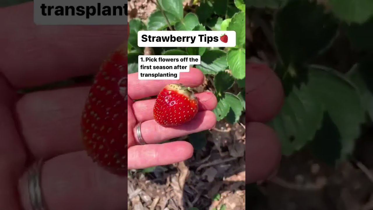 3 Tips For Growing Strawberries Gardening Baker Hill Farm