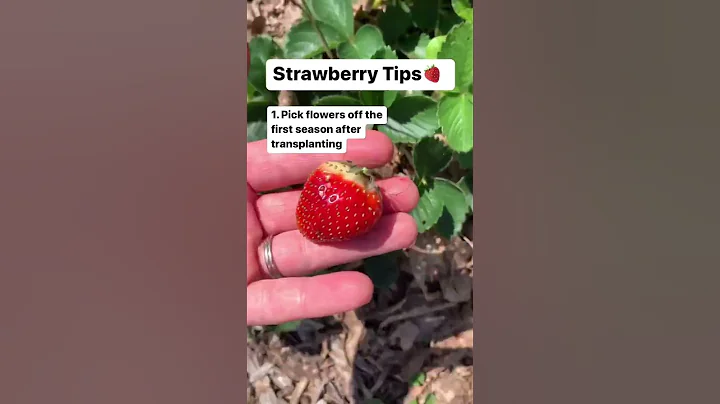 3 Tips for Growing Strawberries! 🍓 Gardening Tips | Baker Hill Farm