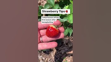 3 Tips for Growing Strawberries! 🍓 Gardening Tips | Baker Hill Farm