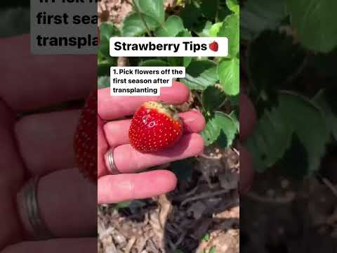 Video: Chilling Strawberry Plants: Lär dig om kylningskrav för jordgubbar