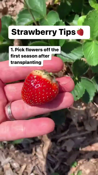 3 Tips for Growing Strawberries! 🍓 Gardening Tips | Baker Hill Farm