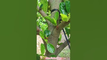 🍀Bí quyết kích bông mít ruột đỏ mùa nghịch – Trái sai, năng suất cao! ►Làm Vườn Vlogs #mitthai