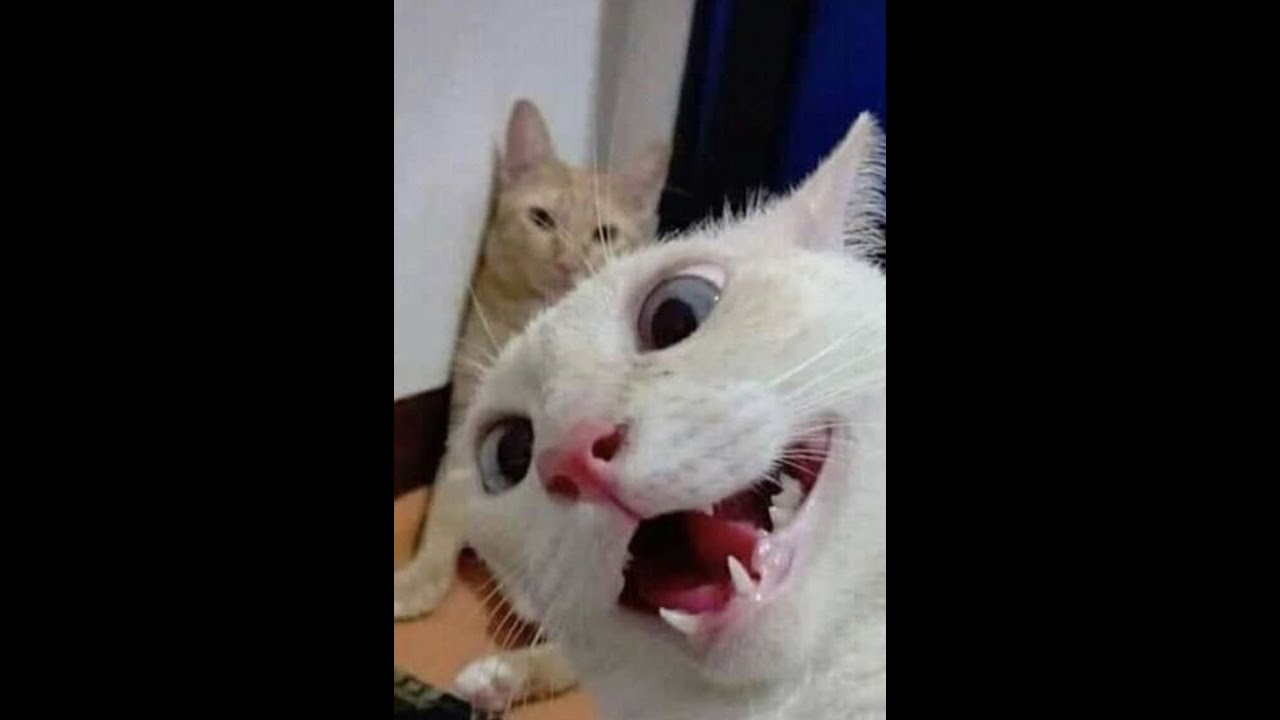 Gatos Engraçados I Cat Funny - Melhores memes, Animais, Tente não Rir ...
