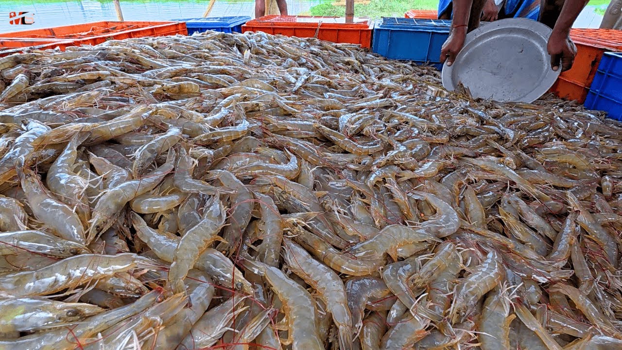 High-Density Vannamei Shrimp Cultivation..! Budidaya Udang Kepadatan Tinggi