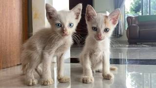 : Two Abandoned Kitties by the Road and Rescued