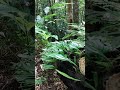 2026.05.01 やんばるの森