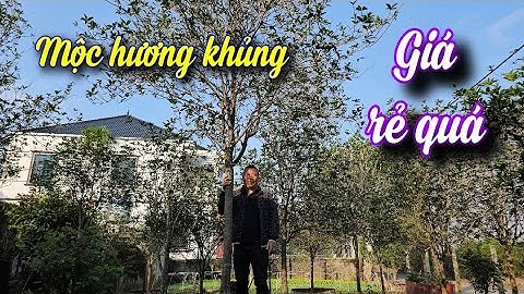 SH.11181. Nhiều cây Mộc Hương khủng rất già mà giá rẻ thật đấy. 