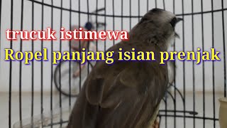 Download Lagu trucukan gacor ropel panjang isian prenjak ini ampuh buat pancingan trucuk agar nyaut bunyi istimewa MP3