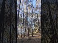 bosque de Eucalipto #cusco #mountains #peru #arboles #bosque