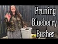 Pruning blueberry bushes   quick easy tips  novice garden