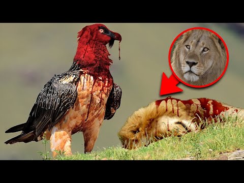 Video: Cele Mai Periculoase 7 Păsări Din Lume - Vedere Alternativă