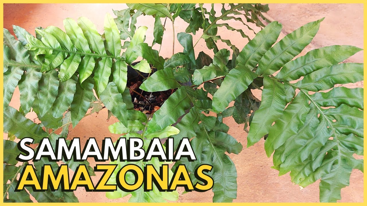 SAMAMBAIA AMAZONAS | Aprenda tudo sobre o cultivo dessa Samambaia linda e exuberante 🌿🥰