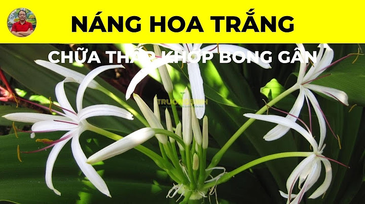 Cây náng hoa trắng là cây gì năm 2024