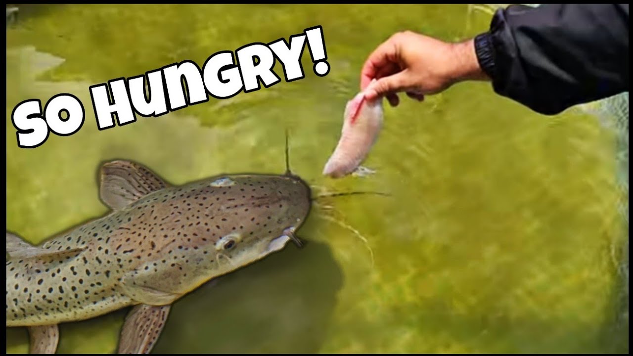 Feeding Catfish In GIANT Pool Pond! Never Seen On YouTube!