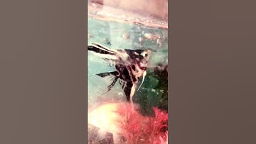 Do not fear failure but rather fear not trying#aquarium #fish #shorts