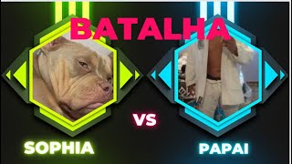 Batalha Entre Tutor E American Bully