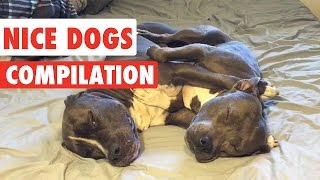 Nice Dogs Video Compilation 2016