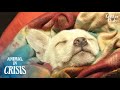 What Happened To A Poor Puppy Falling Into A Deep Sleep For The 1st Time? | Animal in Crisis EP112