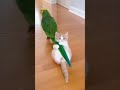 OMG! 😲 Parrot Pulls Bunny by Tail 🐦🐰 #Shorts