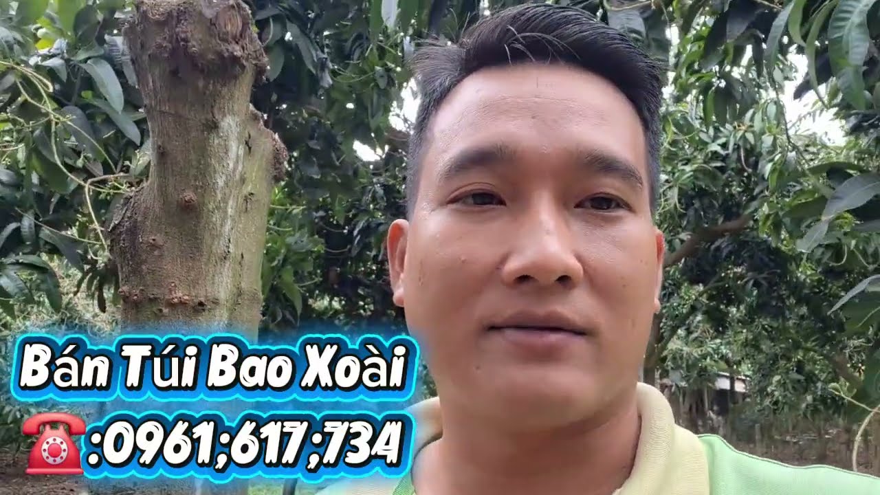 Giá xoài đài Loan hôm nay 6-3-2026