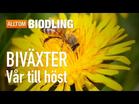 Video: Vilka Blommor Och Prydnadsväxter Kan Dekorera Dina Blomsterbäddar Från Vår Till Höst